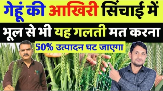 gehu me aakhri pani kab de : गेहूं की आखिरी सिंचाई में 3 जरूरी सावधानी नहीं तो उत्पादन आधा ही मिलेगा